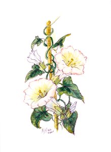 Convulvulus
